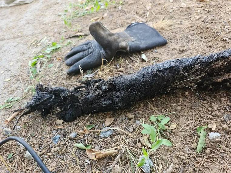 Root mass pulled from a sewer line